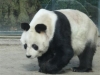 Bao Bao gestorben (22.08.2012)