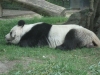 Bao Bao gestorben (22.08.2012)