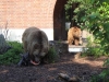 Besuchergruppe aus Pankow bei Maxi und Schnute, 11.06.2012