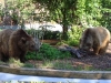 Besuchergruppe aus Pankow bei Maxi und Schnute, 11.06.2012