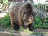 Besuchergruppe aus Pankow bei Maxi und Schnute, 11.06.2012