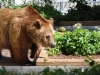 Besuchergruppe aus Pankow bei Maxi und Schnute, 11.06.2012