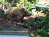 Besuchergruppe aus Pankow bei Maxi und Schnute, 11.06.2012