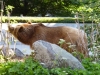 Besuchergruppe aus Pankow bei Maxi und Schnute, 11.06.2012