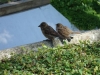 Besuchergruppe aus Pankow bei Maxi und Schnute, 11.06.2012