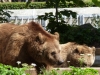 Besuchergruppe aus Pankow bei Maxi und Schnute, 11.06.2012