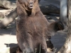 090518 Bär Atze, Buenos  Aires Zoo © Zoo Buenos Aires