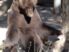 090518 Bär Atze, Buenos  Aires Zoo © Zoo Buenos Aires