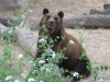 2007 Atze in Buenos Aires Zoo ©  Rolf-Lindström