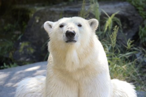 Eisb Tonja  Tierpark Berlin