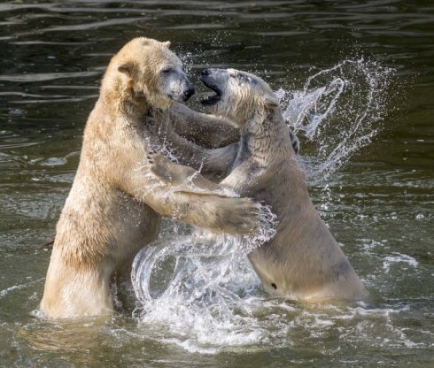 Eisben Wolodja und Tonja  Tierpark Berlin 2016