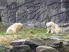 Eisbären im Berliner Tierpark © Gisela Stenwald