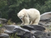 Eisbären im Berliner Tierpark © Gisela Stenwald