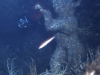Rüdiger Snay - Ein Berliner Bär unter Wasser vor der Insel Elba in Italien