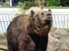 Tilo © Berliner Bärenfreunde e.V.