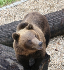 Torgauer Bären © Rayk Bergner, Landratsamt Nordsachsen