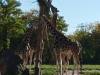 Rothschild Giraffen  © Christa Junge