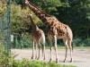 Rothschild Giraffe  mit Jungtier © Christa Junge