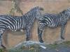 Wandbild  Zebras © Christa Junge