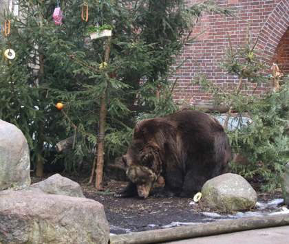 726 Jahre Berliner Bär