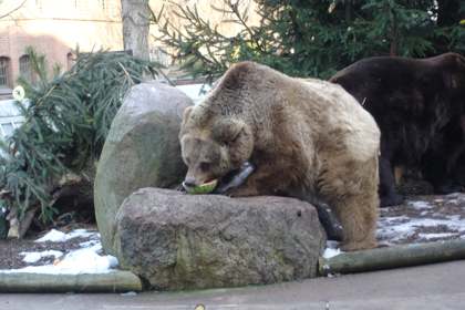 Geburtstag von Maxi